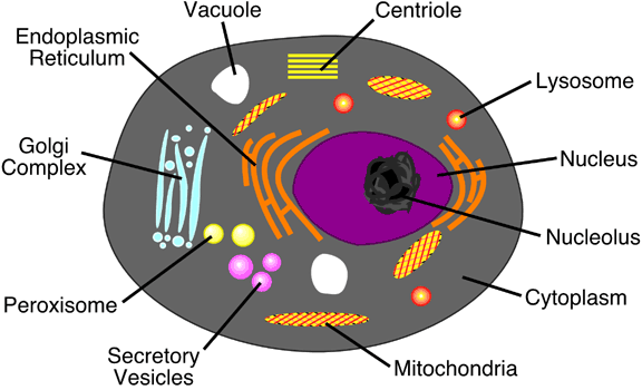 CellEukaryioticAnimal1.gif